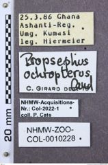 Etiketten zu Propsephus incultus (NHMW-ZOO-COL-0010228)